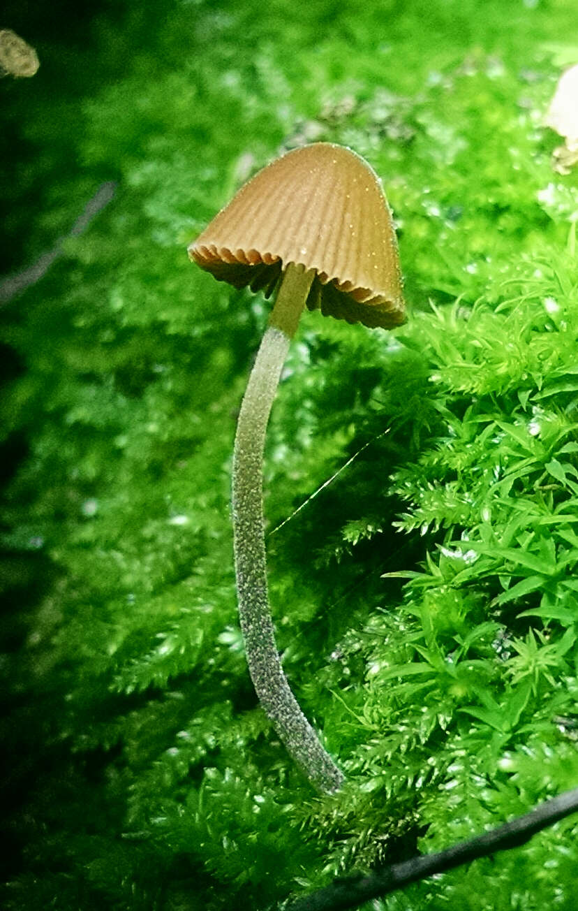 Image de Galerina vittiformis (Fr.) Singer 1950