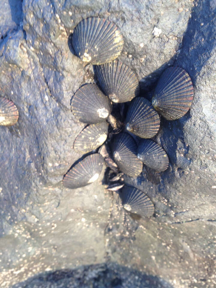 Image of black limpet