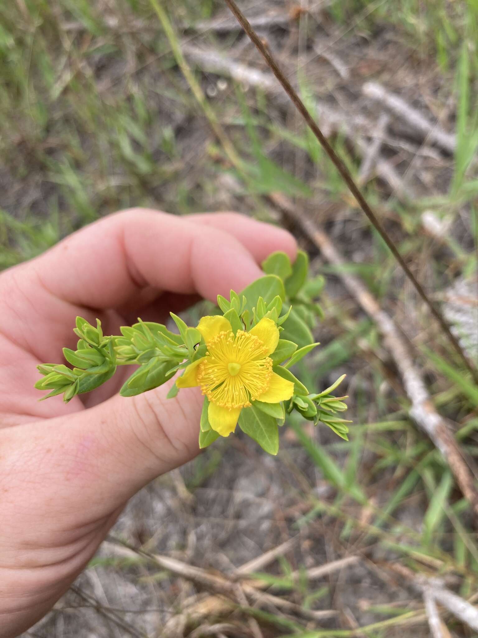 Image of Myrtle-Leaf St. John's-Wort