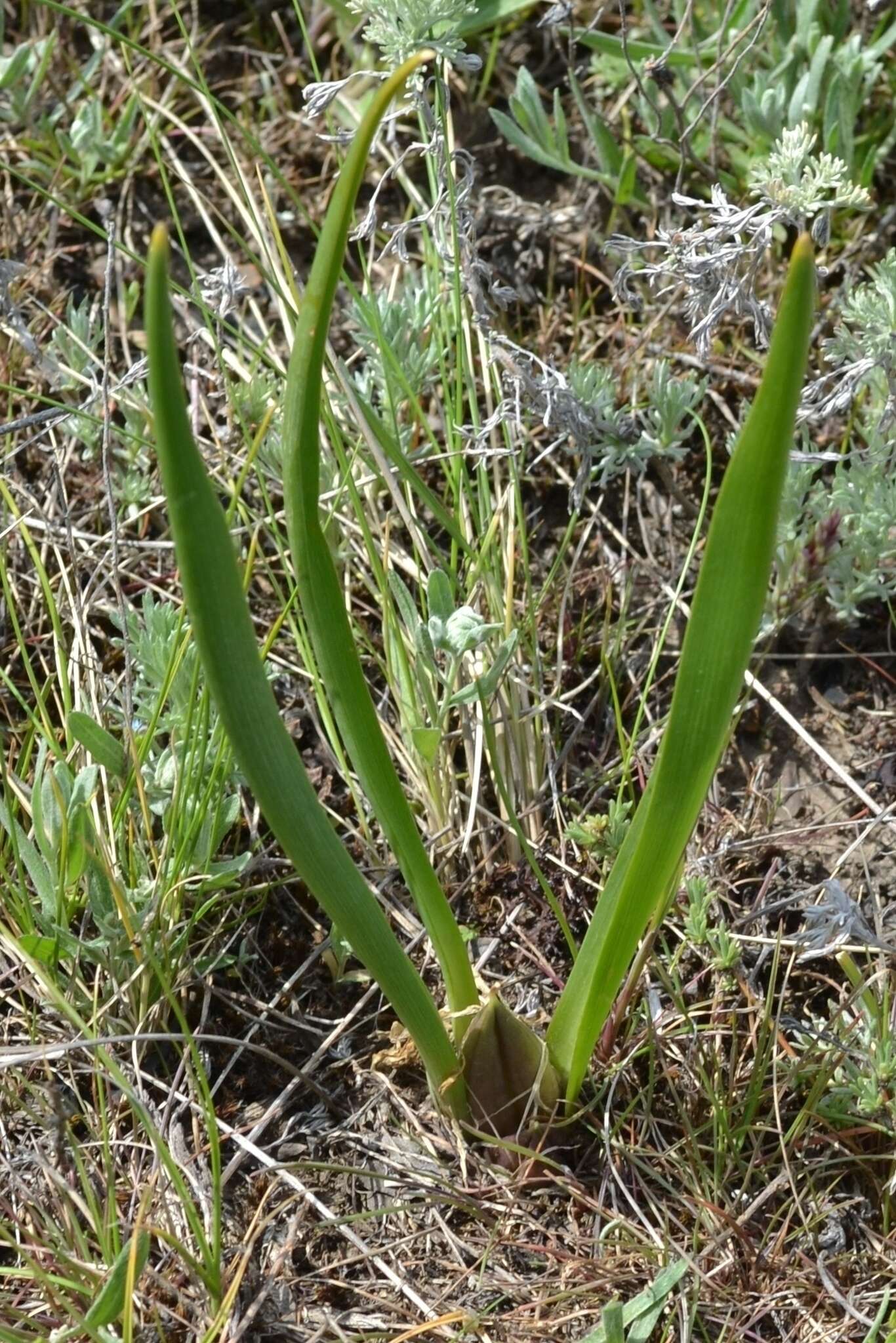 Image of Colchicum bulbocodium subsp. versicolor (Ker Gawl.) K. Perss.