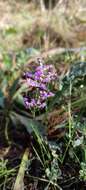 Limonium narbonense Miller resmi