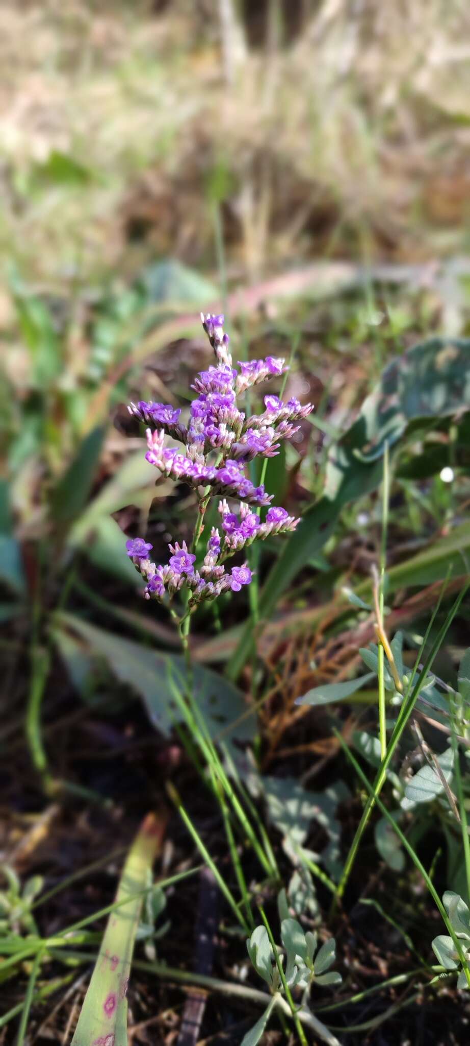 Image of Limonium narbonense Miller