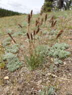 Image of Eurasian Junegrass