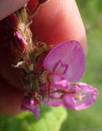 Image of Bug catcher