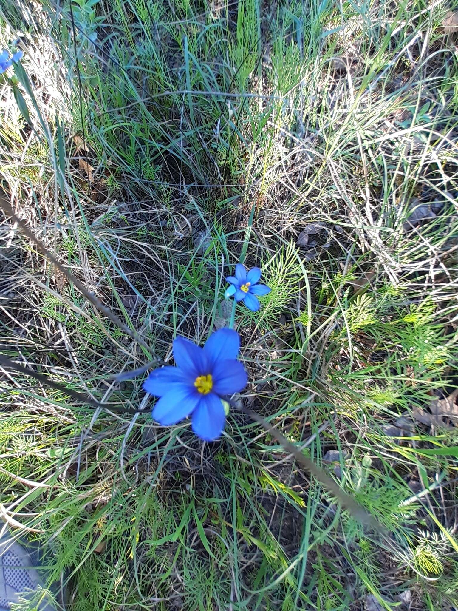 Sisyrinchium ensigerum E. P. Bicknell的圖片