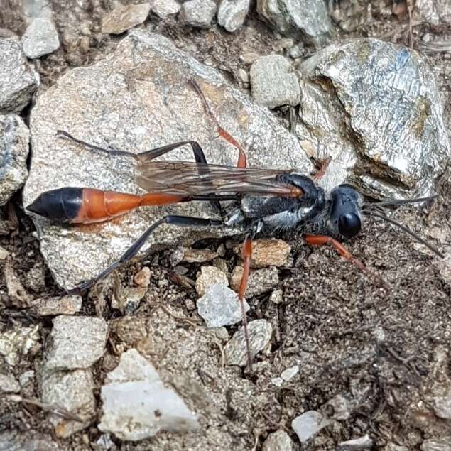 Imagem de Ammophila heydeni Dahlbom 1845