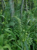 Plancia ëd Elymus canadensis L.