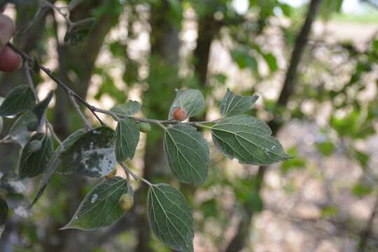 Image of Colubrina celtidifolia (Cham. & Schltdl.) Schltdl.