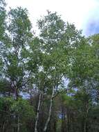 Image of Betula celtiberica Rothm. & Vasc.