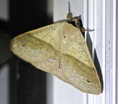 Image of Ophyx ochroptera Guenée 1852