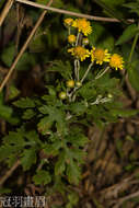 Image of Chrysanthemum lavandulifolium var. tomentellum Hand.-Mazz.