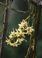 صورة Dendrobium heterocarpum Wall. ex Lindl.