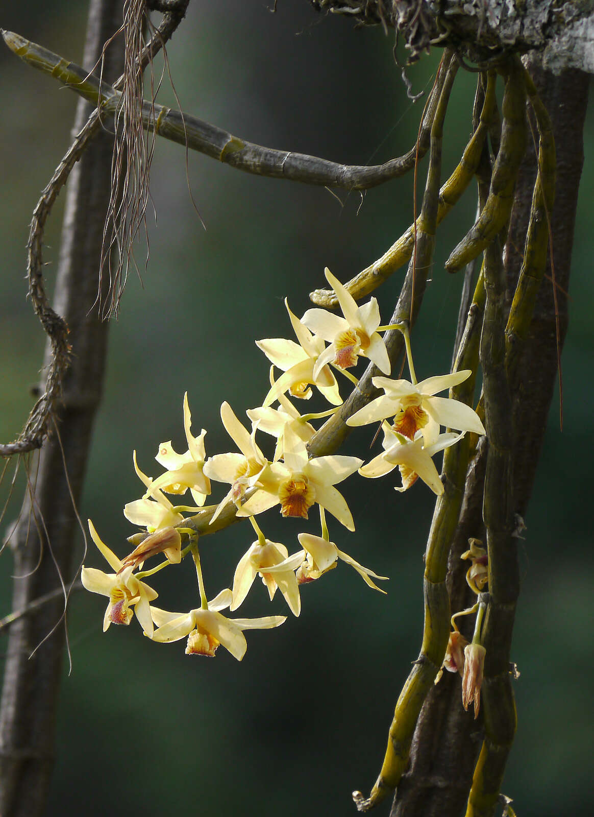 Imagem de Dendrobium heterocarpum Wall. ex Lindl.