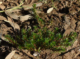 Sivun Rotala diandra (F. Müll.) F. Müll. kuva