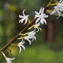 Image of Maxillaria valerioi Ames & C. Schweinf.