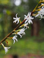 Image of Maxillaria valerioi Ames & C. Schweinf.