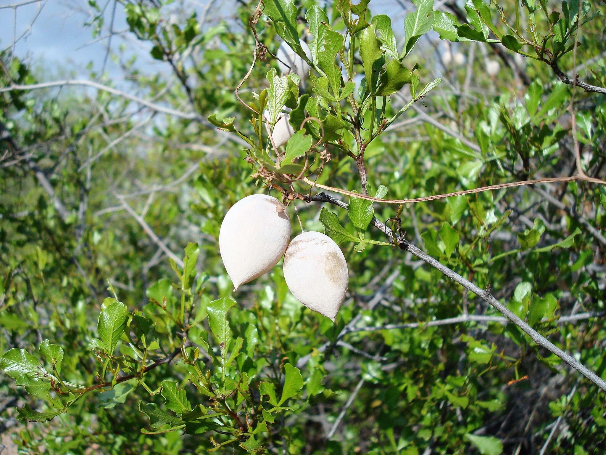 Searsia undulata (Jacq.) T. S. Yi, A. J. Mill. & J. Wen的圖片