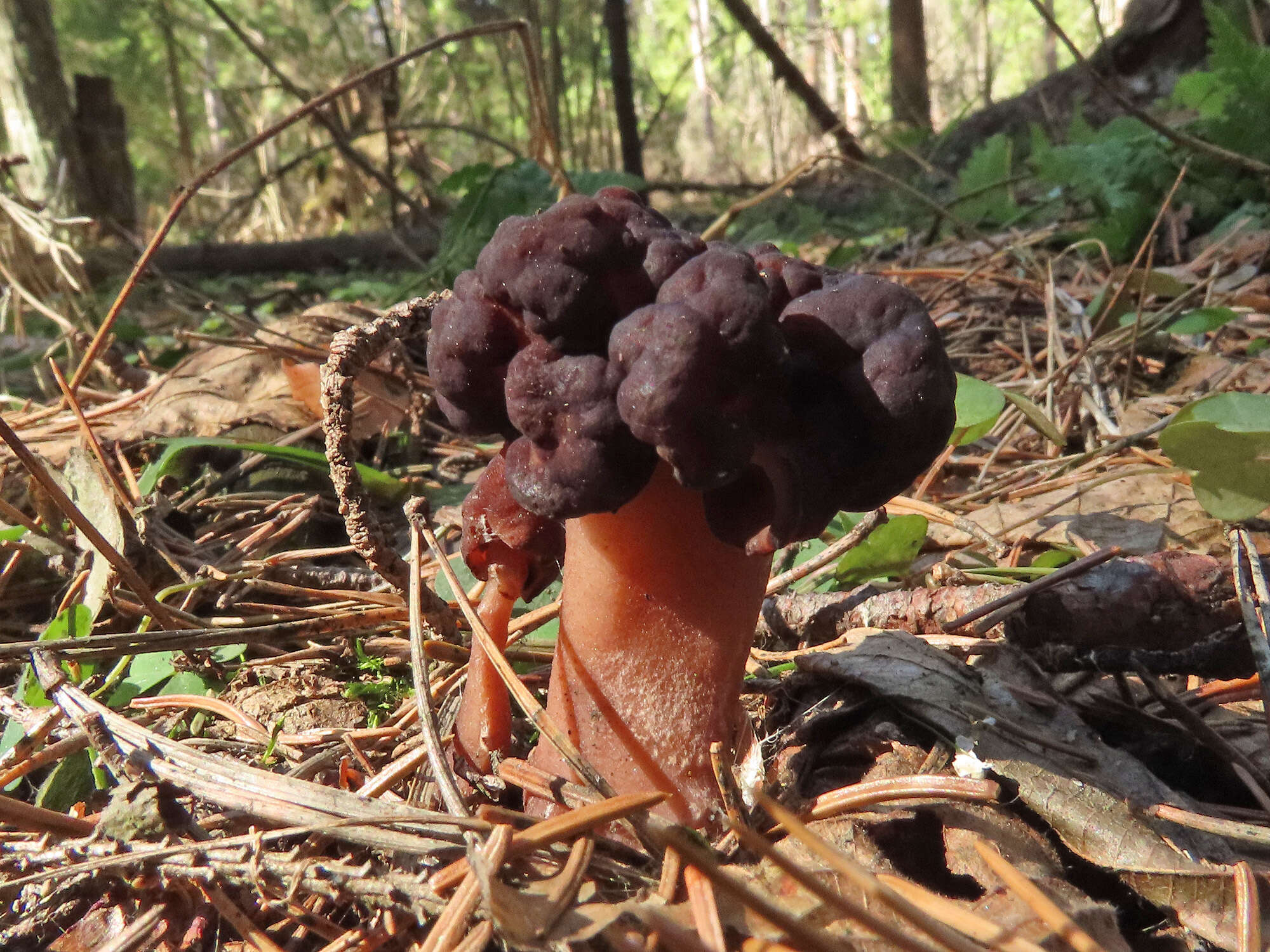 Plancia ëd Gyromitra longipes Harmaja 1979