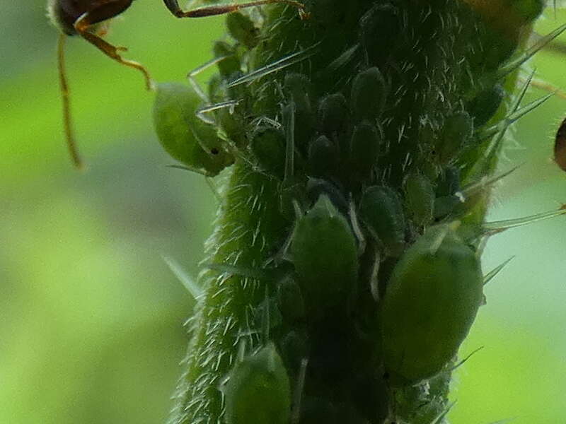 Image of Aphid