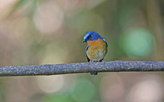 Image of Hill Blue Flycatcher