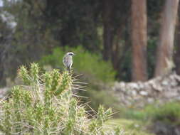 Ochthoeca leucophrys (d'Orbigny & Lafresnaye 1837)的圖片