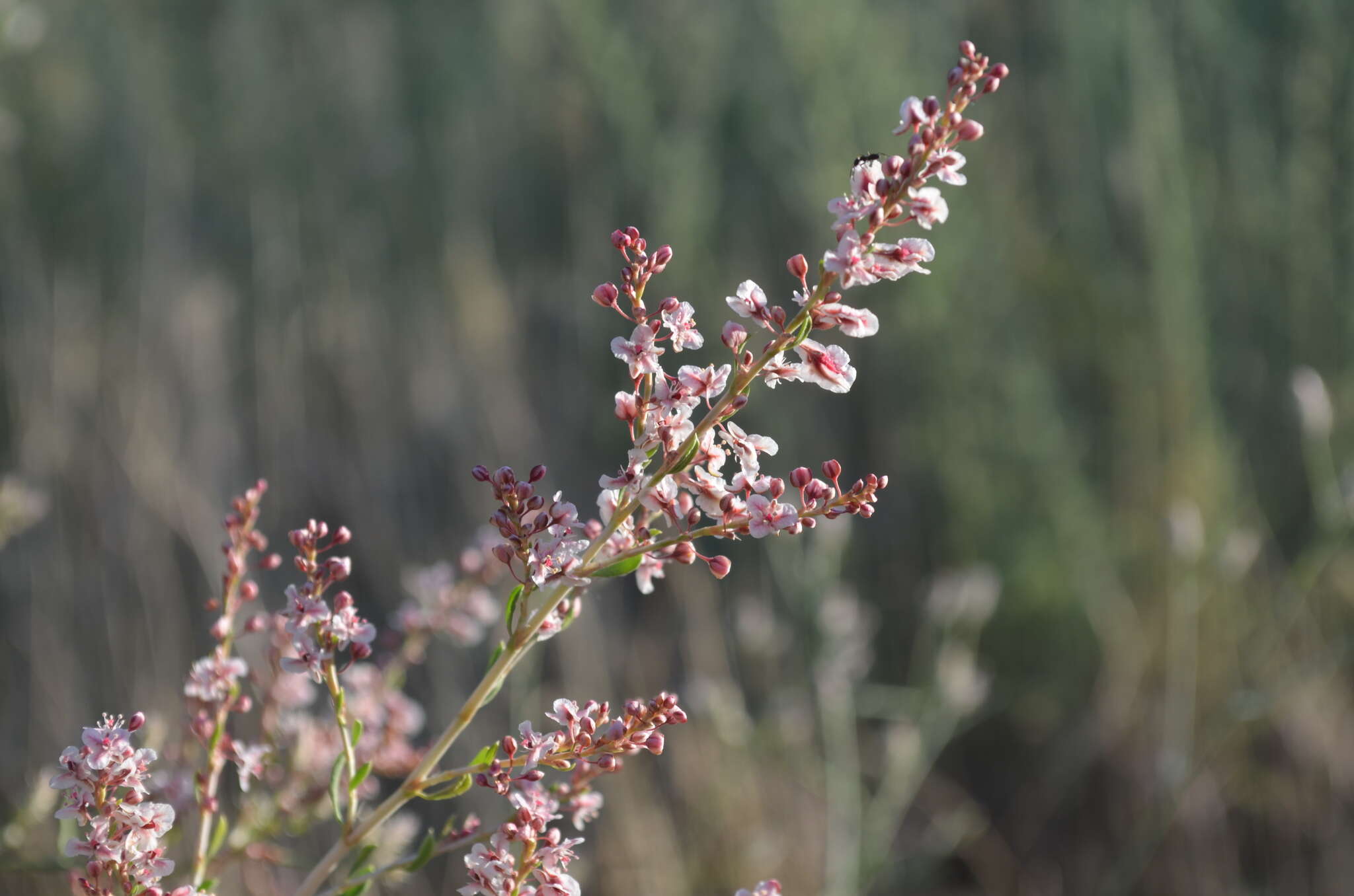 Слика од Atraphaxis virgata (Regel) Krasn.