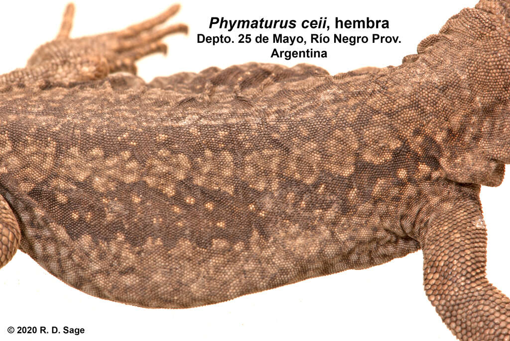 Image of Phymaturus ceii