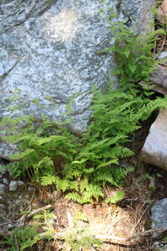 Image of Reeves' bladderfern