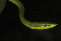 Image of Catesby's Pointed Snake