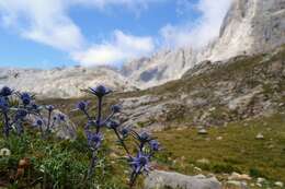 Imagem de Eryngium bourgatii Gouan