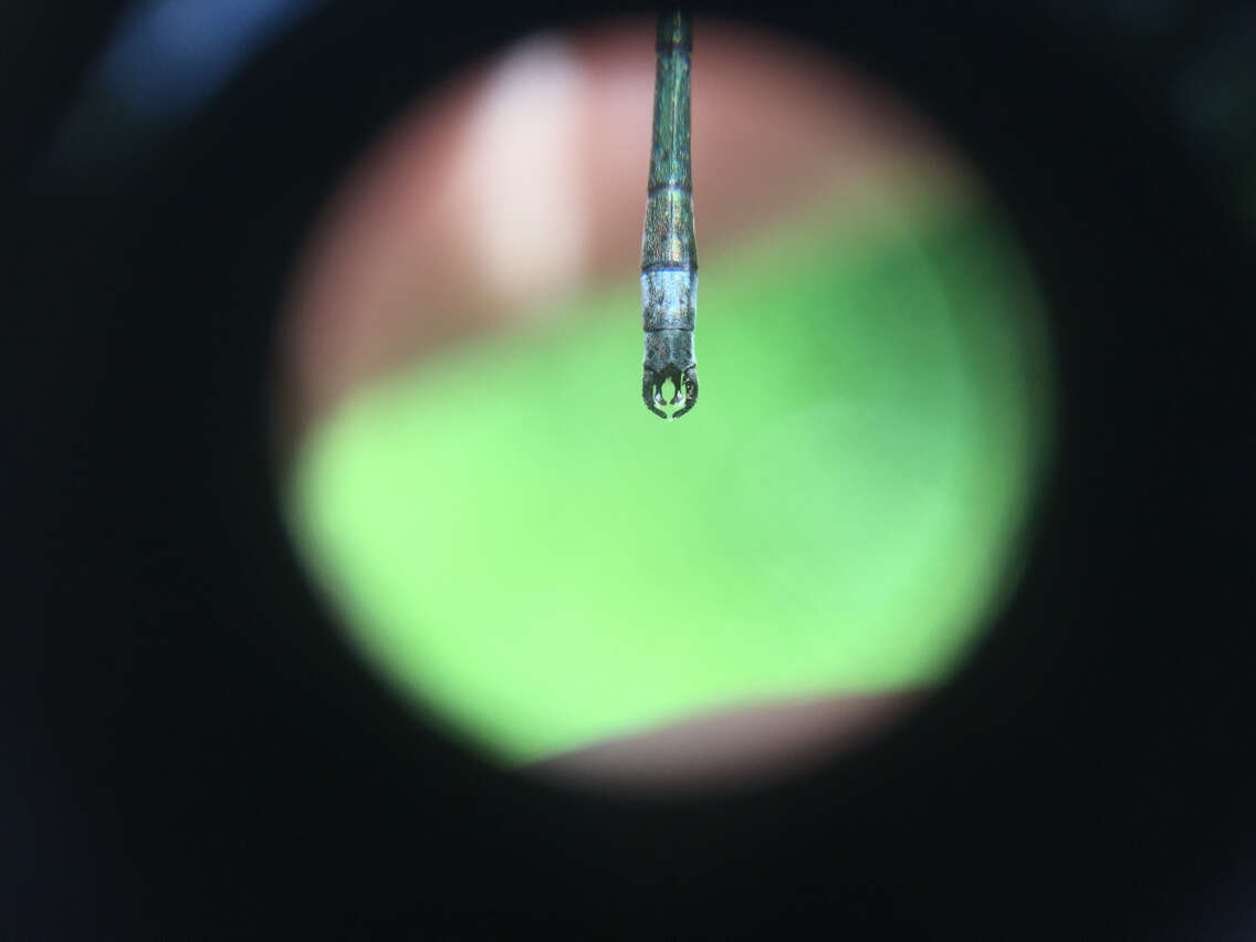 Image of Emerald Spreadwing