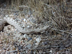 Image of Sidewinder Rattlesnake