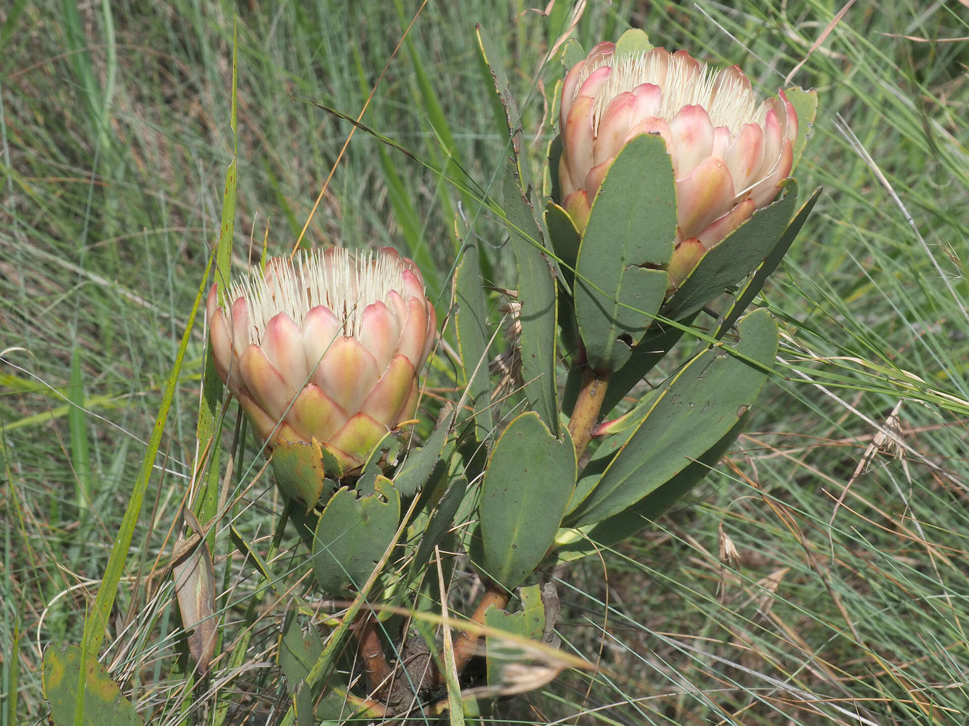 Image of Nyanga protea