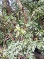 Pittosporum ralphii T. Kirk resmi