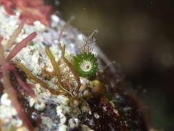 Image of Parvocaulis polyphysoides