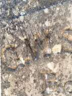 Image of Golden Harvestman