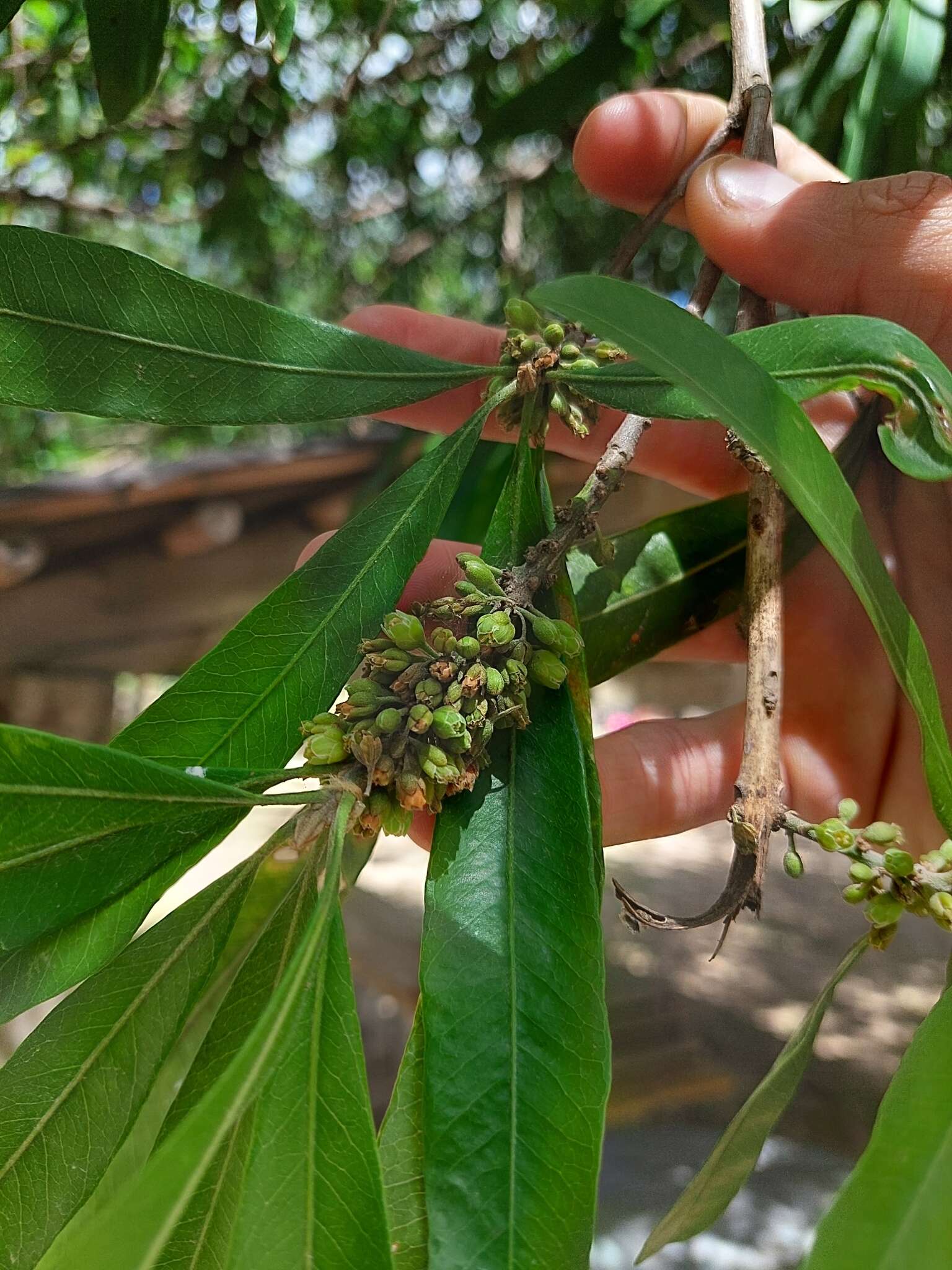 Sivun Pouteria gardneriana (A. DC.) Radlk. kuva