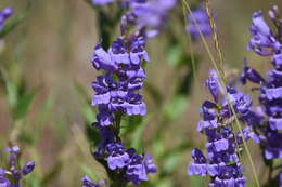 Image of Venus penstemon