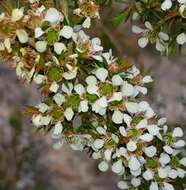 Image of Leptospermum arachnoides Gaertner