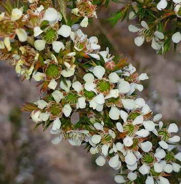 Image of Leptospermum arachnoides Gaertner