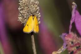 صورة Heliothea discoidaria Boisduval 1840