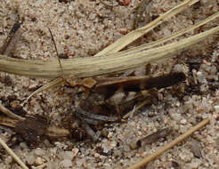 Trimerotropis cincta (Thomas & C. 1870) resmi