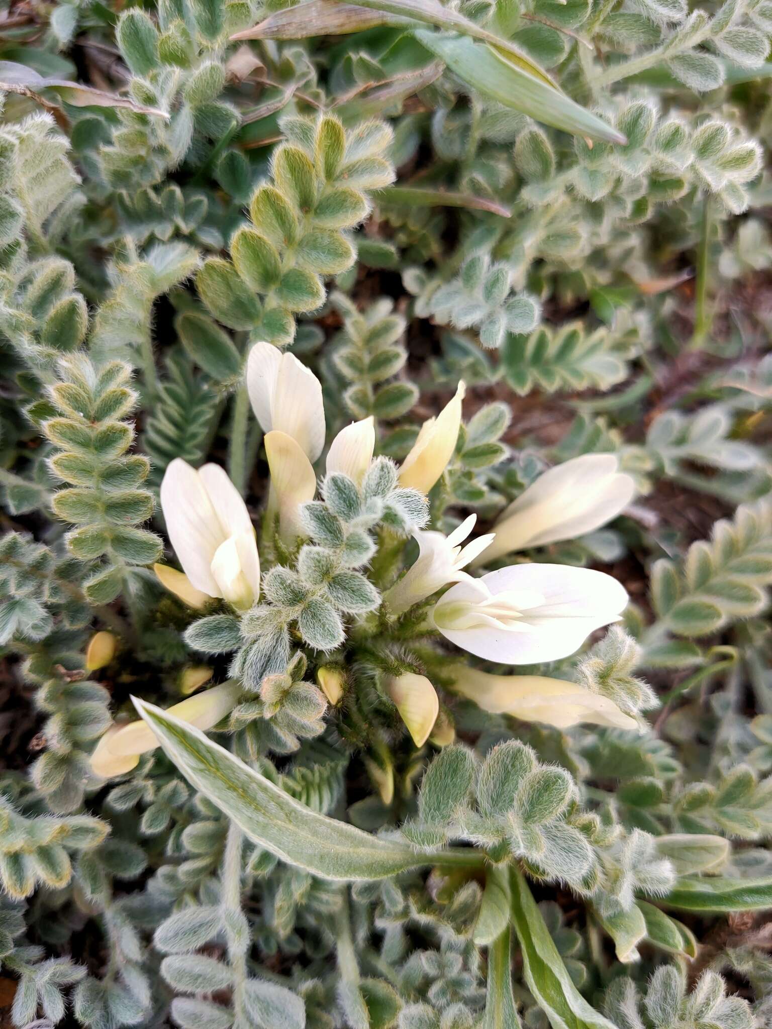 Image of Astragalus rupifragus Pall.