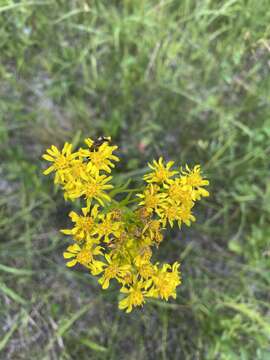 Image de Solidago vossii J. S. Pringle & Laureto