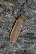 Image of common footman