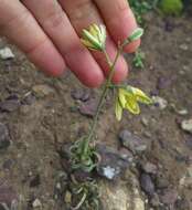 Image of Albuca concordiana Baker