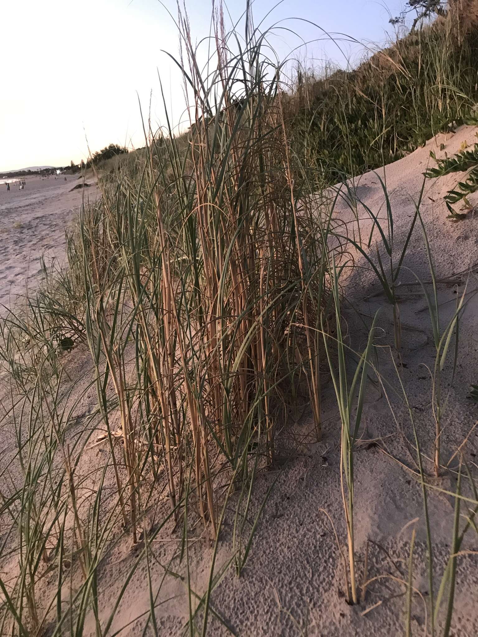 Image of Panicum racemosum (P. Beauv.) Spreng.