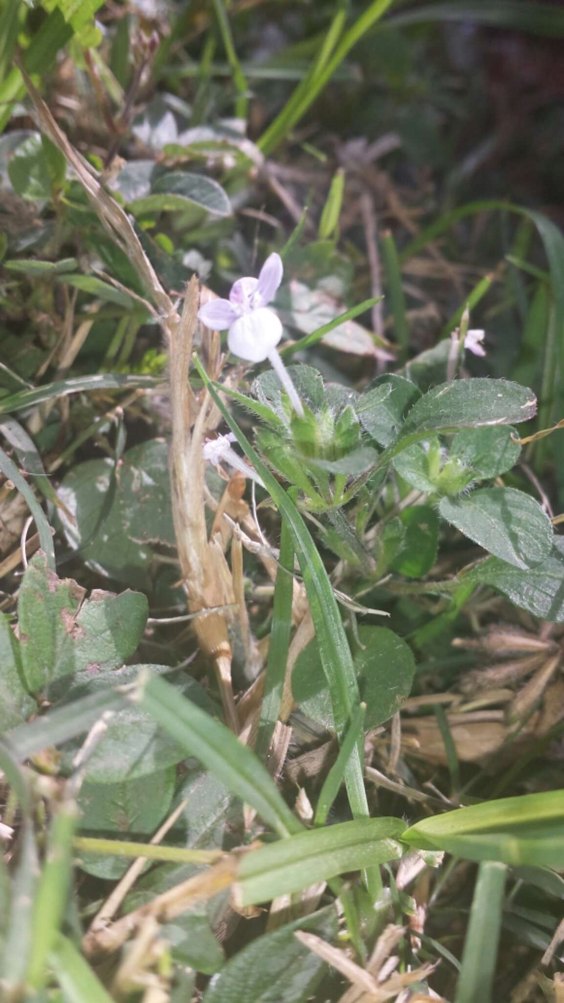 Hypoestes serpens R. Br. resmi