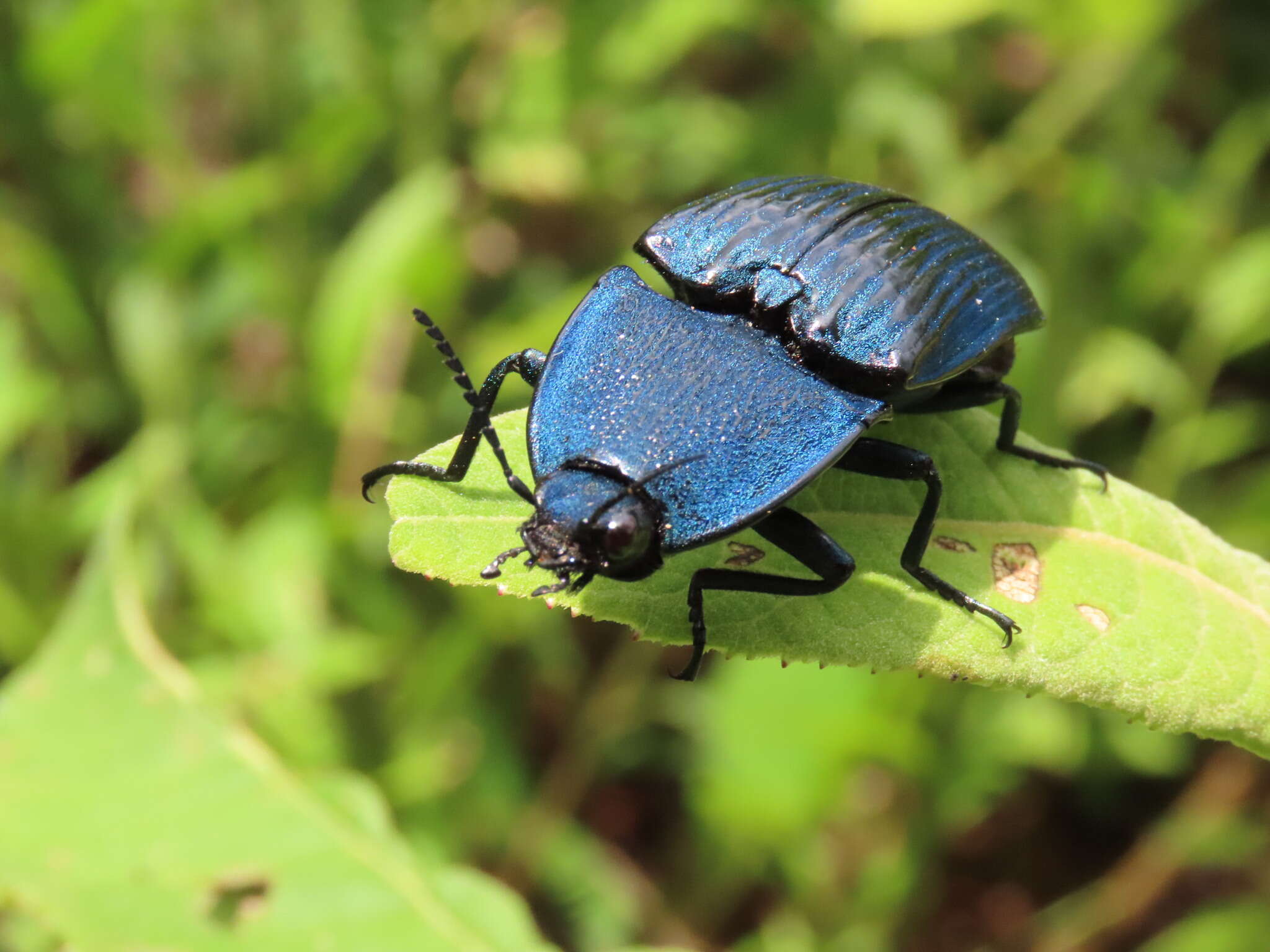 Image of Chalcolepidius lacordairei