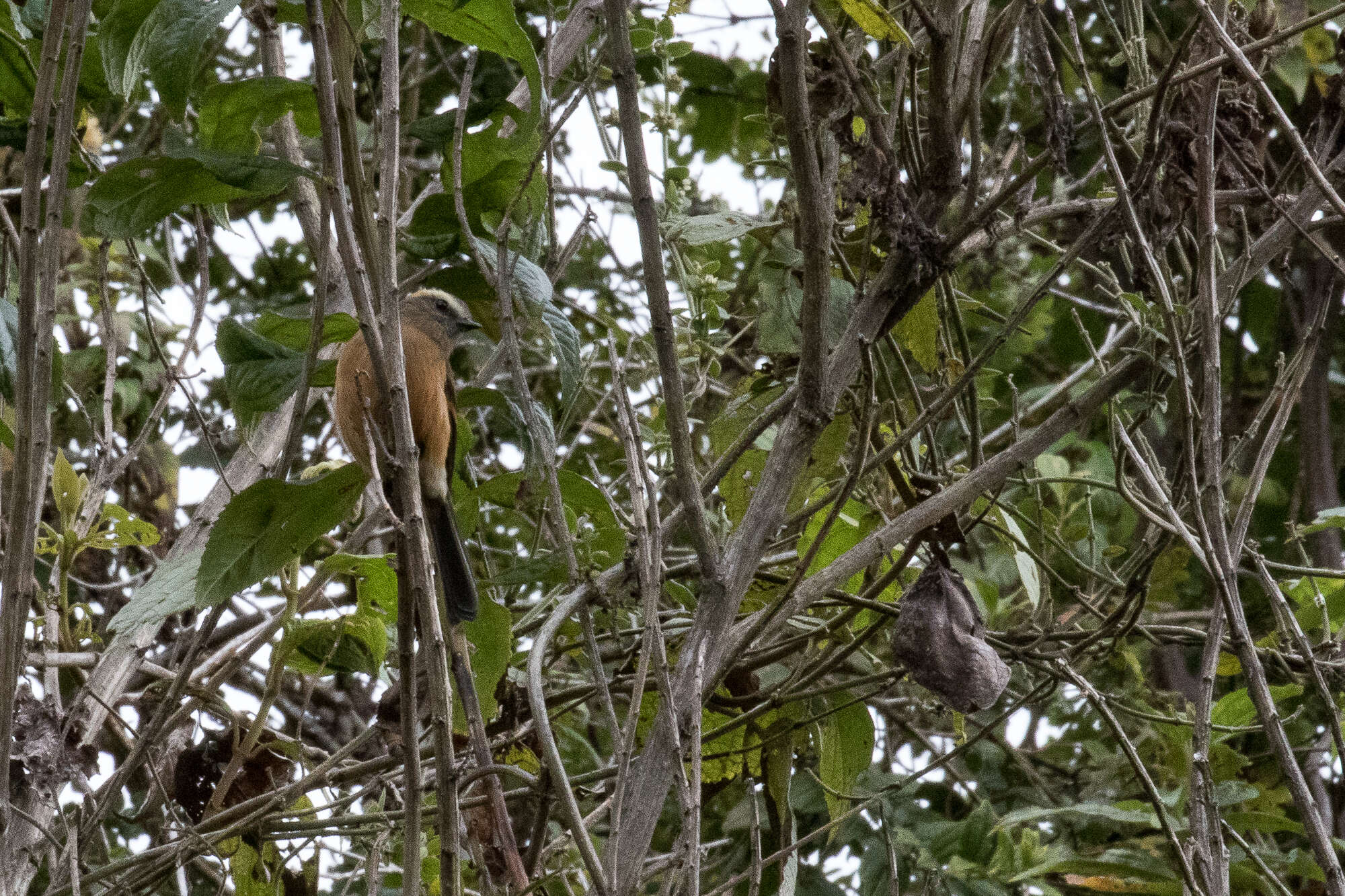 Image of Brown-backed Chat-Tyrant